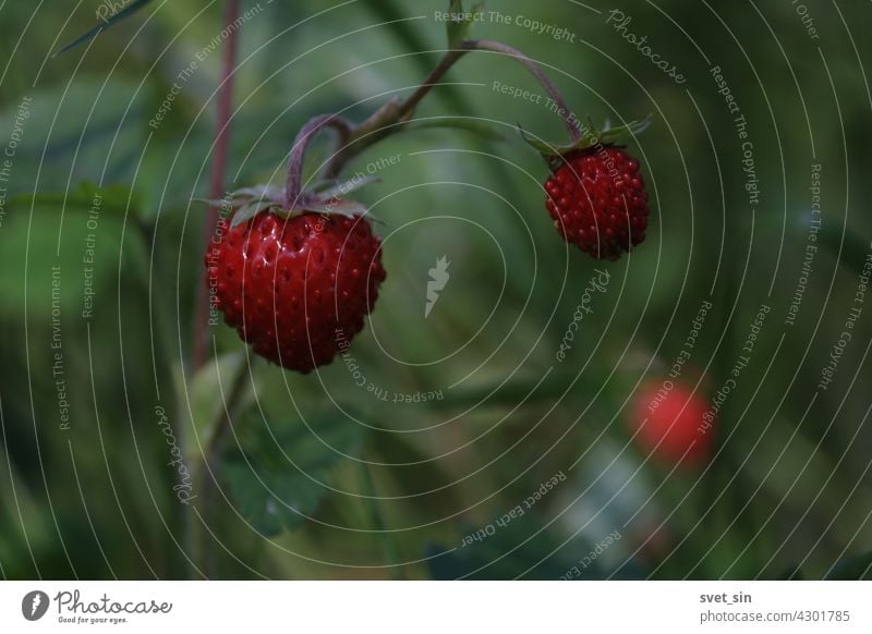 Fragaria vesca, Monatserdbeere, Wald-Erdbeere, Walderdbeere. Walderdbeerstrauch mit reifen glänzenden roten Beeren auf grünem Hintergrund. Reife rote Beere Nahaufnahme im Freien.