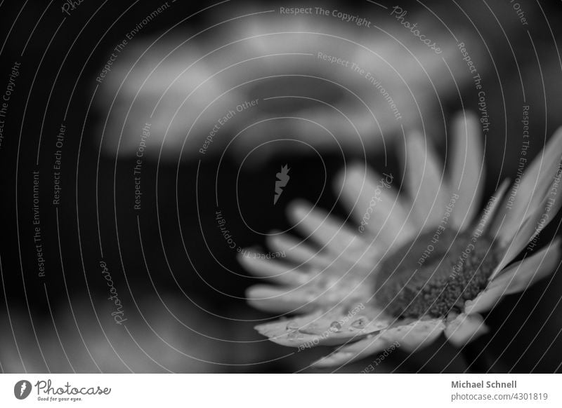 Margeriten im Regen margeriten Blume Blüte Frühling natürlich Regentropfen Regenwetter Tropfen Wassertropfen nass Nahaufnahme Wetter schlechtes Wetter