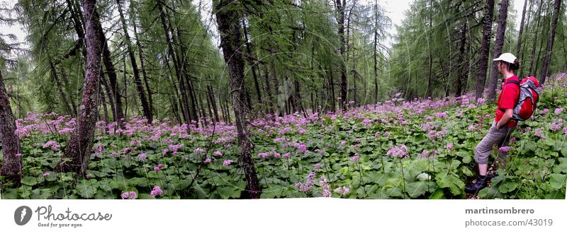 ... Männlein im Walde ... wandern Mann Freizeit & Hobby Blume Baum Berge u. Gebirge Wege & Pfade