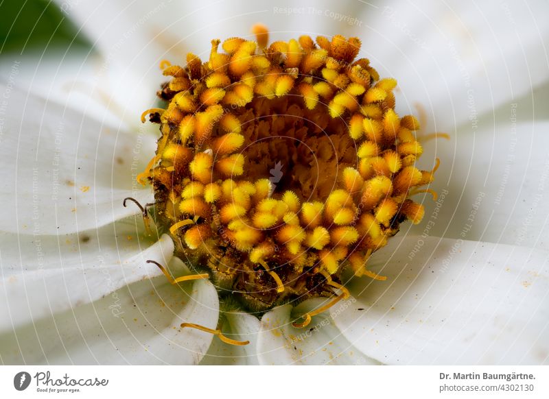 Blütenstand einer Zinnie; Hybride mit weißen  Zungenblüten Zinnia Sorte Züchtung Pflanze Korbblütler Sommerblume Sommerblüher Asteraceae Compositae