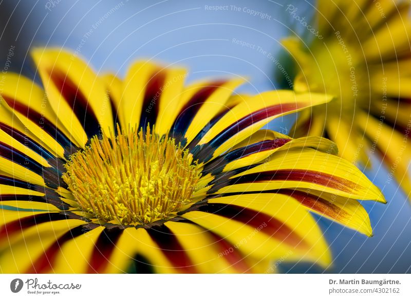 Blütenstand einer Gazanie Gazania Mittagsgold Pflanze Blume aus Südafrika Züchtung geringe Tiefenschärfe blühen Auslese Korbblütler frostempfindlich Asteraceae