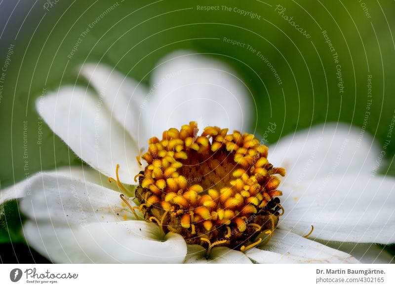 Blütenstand einer Zinnie; Hybride mit weißen  Zungenblüten Zinnia Sorte Züchtung Pflanze Korbblütler Sommerblume Sommerblüher Asteraceae Compositae