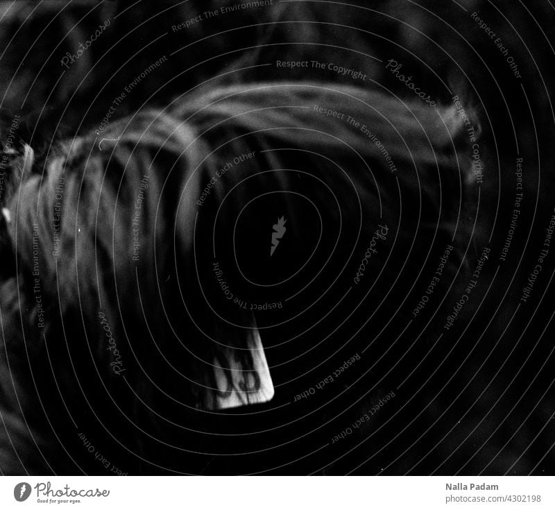 Marke und Ohr analog Analogfoto sw Schwarzweißfoto schwarzweiß Rind Tier Außenaufnahme Ruhrgebiet Fell