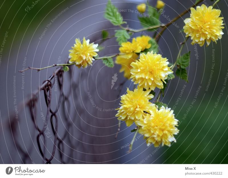 Wildwuchs Garten Blume Blüte Blühend Duft Wachstum gelb Ast Zweige u. Äste Zaun Metallzaun Draht bewachsen Ranke Frühlingsblume Frühlingsfarbe Farbfoto