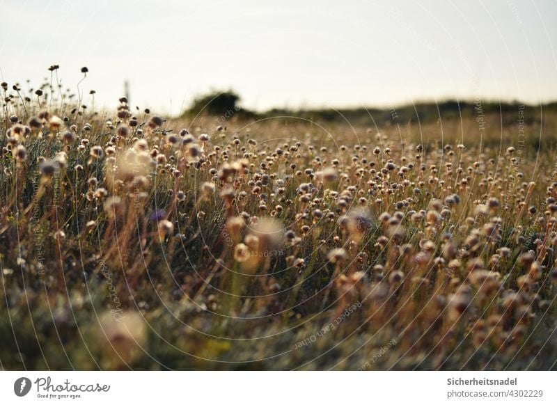 Verblühte Grasnelken Außenaufnahme Blume Pflanze Sommer Natur Blühend Blüte Menschenleer Blumenfeld verblüht Wiese Blumenwiese Fehmarn ostseeküste