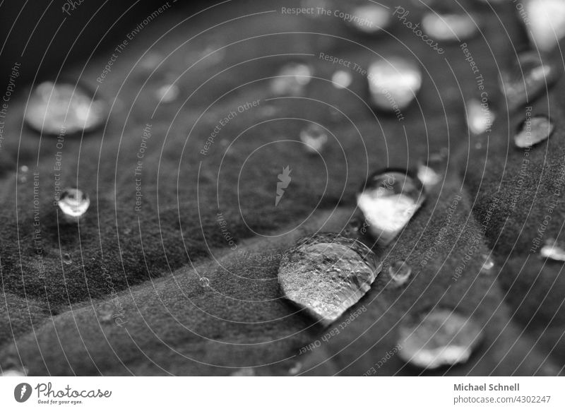 Regentropfen auf einem Blatt Regenwasser nass nasses blatt Tropfen Wasser Makroaufnahme Wassertropfen Nahaufnahme einzeln für sich sein getrennt feucht