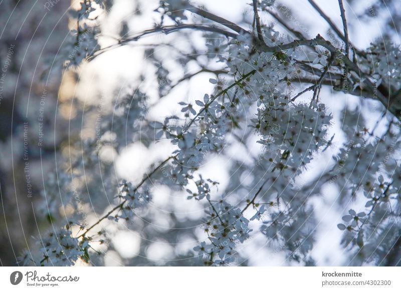 Kirschblüten im Abendlicht Frühling Blüte Baum Farbfoto Außenaufnahme Blühend Tag Schönes Wetter Frühlingsgefühle schön Park Sonnenlicht Natur Garten Himmel