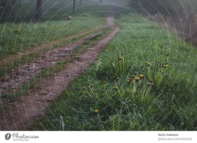 Löwenzahn in der Nähe Fußweg in nebligen Frühlingsmorgen Löwenzähne Nebel Natur Straße Weg Perspektive Fahrspuren Wanderwege Blume Morgen Fahrradfahren Baum