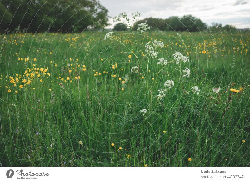 Wiese mit Blumen. Feld Sommer Natur Frühling grün Pflanze Schönheit Gras Garten geblümt gelb blau Saison Blüte Hintergrund Überstrahlung purpur Farbe farbenfroh