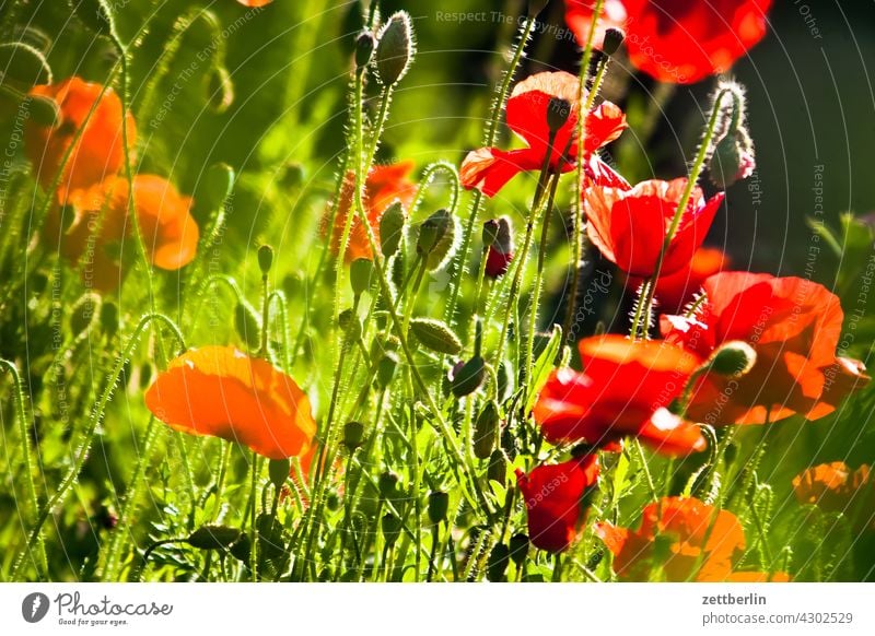 Mohn again abend ast baum blütenblatt dunkel dämmerung erholung erwachen ferien frühjahr frühling frühlingserwachen garten himmel kleingarten kleingartenkolonie