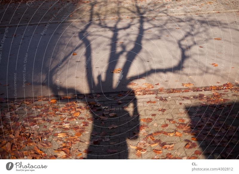 fotograf im baum Schatten Schattenspiel Baum Äste und Zweige Herbst Blätter herbstlich Person Fotografieren Wege & Pfade