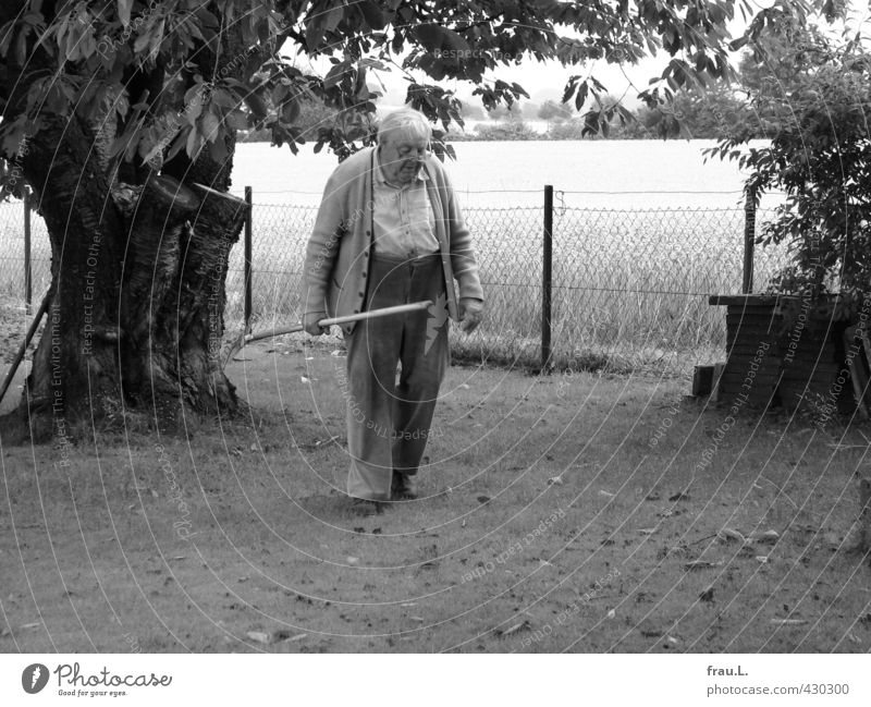 im Garten maskulin Männlicher Senior Mann Leben 1 Mensch 60 und älter Sommer Baum Arbeitsbekleidung alt Arbeit & Erwerbstätigkeit Liebe dreckig Zufriedenheit