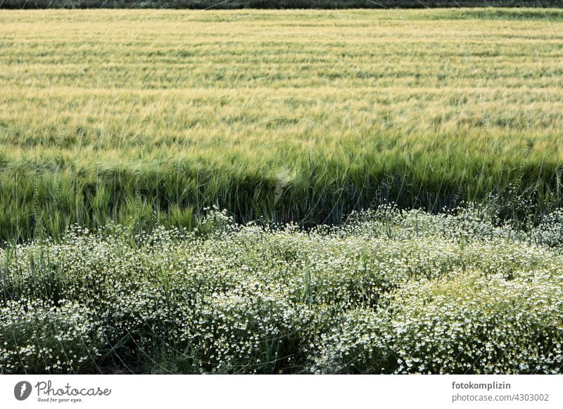 Getreidefeld mit Wiesenblumen am Feldrand Blütenblatt Blumenstrauß Ähren Landwirtschaft Nutzpflanze Kornfeld Ackerbau Sommer Weizen Wachstum ökologisch Ernte