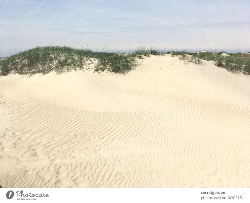 Für die Sonnenhungrigen Strand Düne Stranddüne Sand Sandstrand sandig Sandbank Natur Ferien & Urlaub & Reisen Küste Außenaufnahme Sommer Sommerurlaub Farbfoto