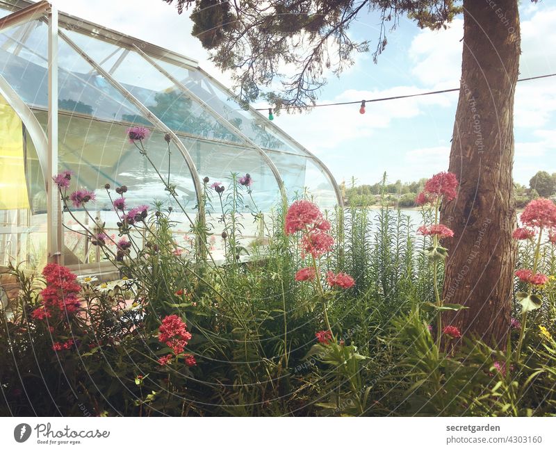 fröhlicher Wildwuchs am Treibhaus Gewächshaus Blumen Baum Natur Treibhauseffekt Pflanze Farbfoto Außenaufnahme Menschenleer Garten natürlich Blühend Sommer