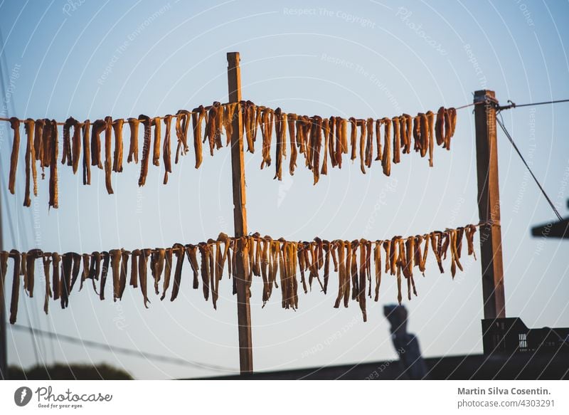 Typischer salziger Trockenfisch peix sec auf den balearischen Inseln im Mittelmeer in Es Calo, Formentera, Spanien. Hintergrund Balearen Strand schön Schönheit