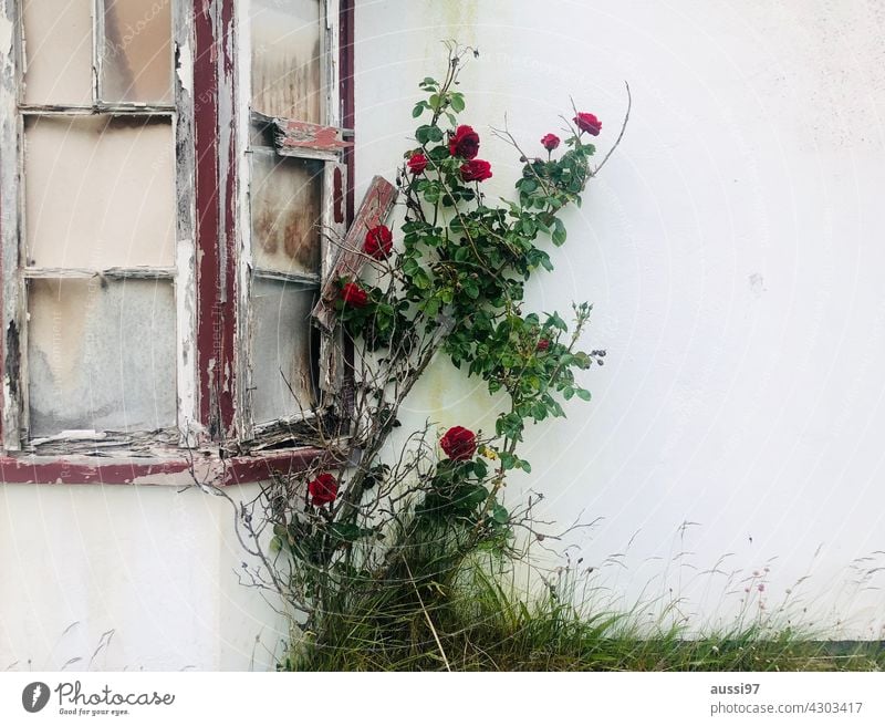 La vie en rose Fenster Fensterscheibe defekt gesplittert Pflanze Planzenkraft Sicht Blick Riß Scherbe Splitter Vandalismus Außenaufnahme Farbfoto Schaden kaputt