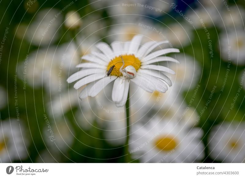 Krabbenspinne und Käfer auf einer Margerite Natur Flora Fauna Spinne Veränderliche Krabbenspinne Thomisidae Insekt Pflanze Blüte Margarite Garten Tag Tageslicht