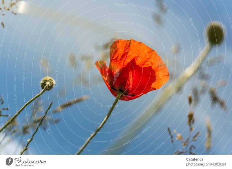 Montags Mohn Tageslicht schönes Wetter Sommer blühen Blütenblatt Klatschmohn Pflanze Flora Natur Rot Grün Mohnkapsel Gräser gräserblüte Wiese