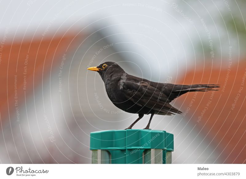 Amsel im Garten auf der Suche nach Insekten Tier Schnabel Vogel schwarz Regenwurm Auge Feder Lebensmittel Gras grün vereinzelt männlich Natur Porträt Turdus