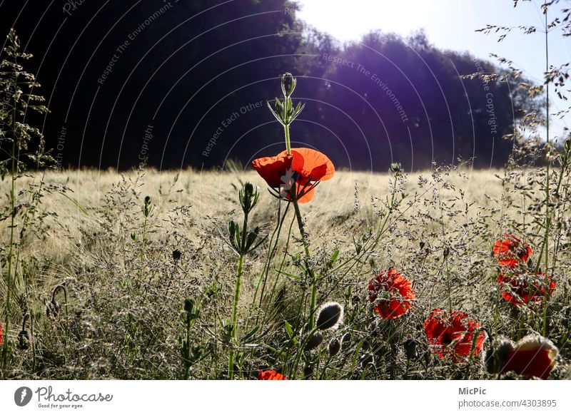 Kornfeld mit Mohn im Morgenlicht Frühaufsteher Mohnblüte Blume rot Natur morgenlicht Sonnenlicht Pflanze Blüte Sommer Außenaufnahme Farbfoto Feld Menschenleer