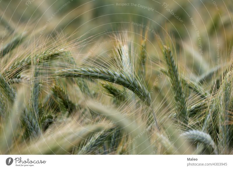 Nahaufnahme von jungem grünen Weizen auf dem Feld Natur Pflanze wachsen Wachstum Ackerbau Hintergrund Bauernhof frisch Müsli ländlich Samen Frühling Sommer