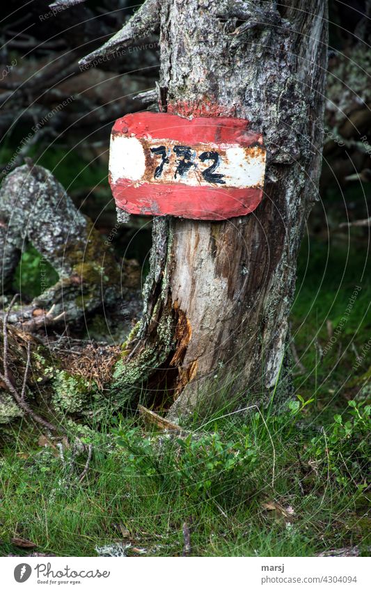 Alte Wanderwegmarkierung an noch älterem, toten Baum. Rot-Weiß-Rot und Nummer 772 Wegnummer Hinweisschild Wanderzeichen Wegweisend Borke alt rauh Wegweiser