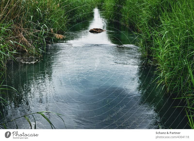 Bach mit Schilfgras zugewachsen Wasser Fluss Gras Bachlauf natürlich Natur fließen Biodiversität Außenaufnahme Landschaft Umwelt Farbfoto grün Flussufer