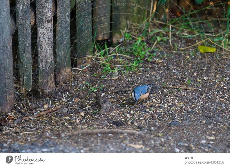 Kleiber an einem Vogelfutterhaus Tier Futterhäuschen Niederlassungen Federn füttern Fliege Lebensmittel Nahrungssuche Wald Waldvogel Haus Natur niemand