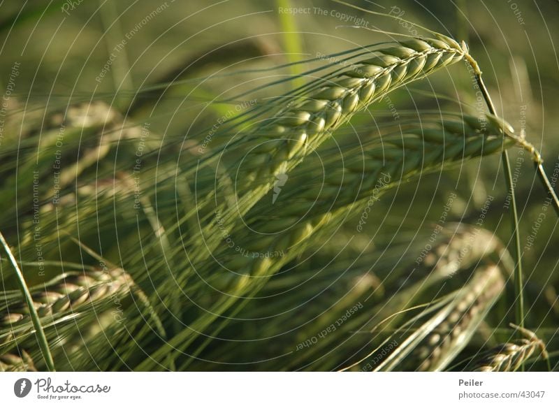 Gerstenfeld Ähren Gerstenähre Kornfeld grün Feld Landwirtschaft Außenaufnahme Abendsonne Unschärfe Strichhaar gerstenkorn Getreide anbau. Ackerbau Makroaufnahme