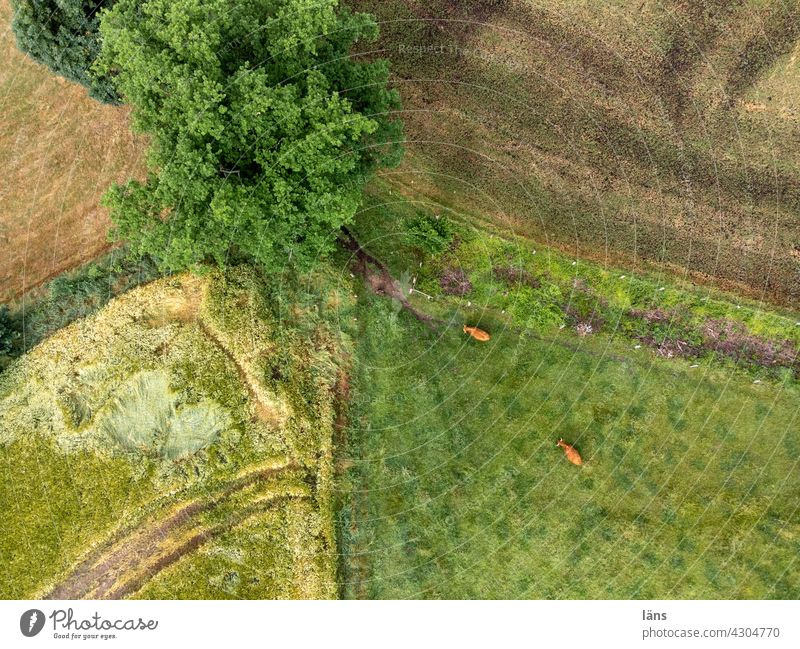 kleinteilige Landschaft von oben Luftaufnahme landwirtschaftlich Wiese Feld Galloway Strukturen & Formen Baum grün Linien Ackerland Landwirtschaft Gras Umwelt