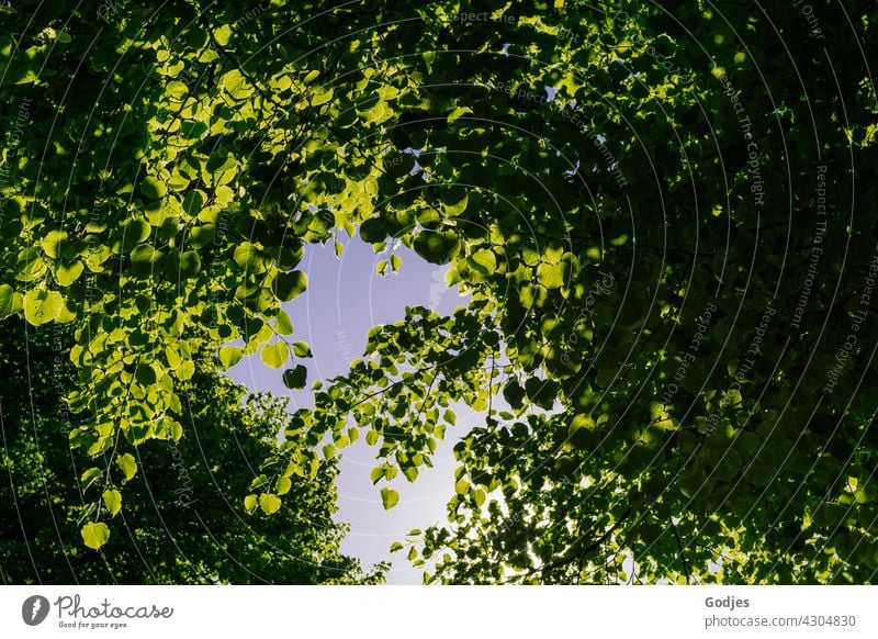 Blick in den Himmel durch grünes Laub der Bäume Blatt Blätter Herbst Laubbaum Baum Natur Pflanze Farbfoto Menschenleer braun gelb mehrfarbig gold Außenaufnahme