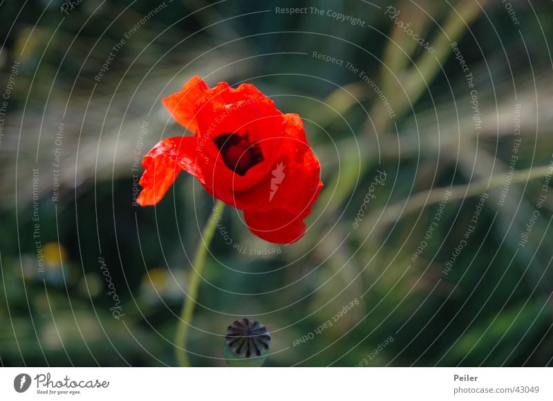 Ein Mohn im Kornfeld... Blume rot grau grün Weizen