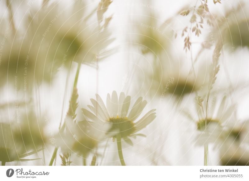 Margeriten und Gräser auf einer Wiese aus der Froschperspektive Sommer Wildblumen Wildblumenwiese Blüte blühend Unschärfe ruhig besonders zart schön Natur