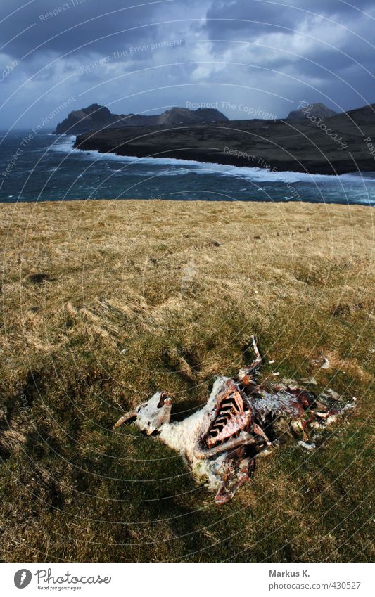 Heimaey Ferne Meer Insel Landschaft Wasser Himmel Wolken Wetter Wind Sturm Regen Gras Hügel Felsen Bucht Atlantik Vestmannaeyjar Inseln Island Tier Nutztier