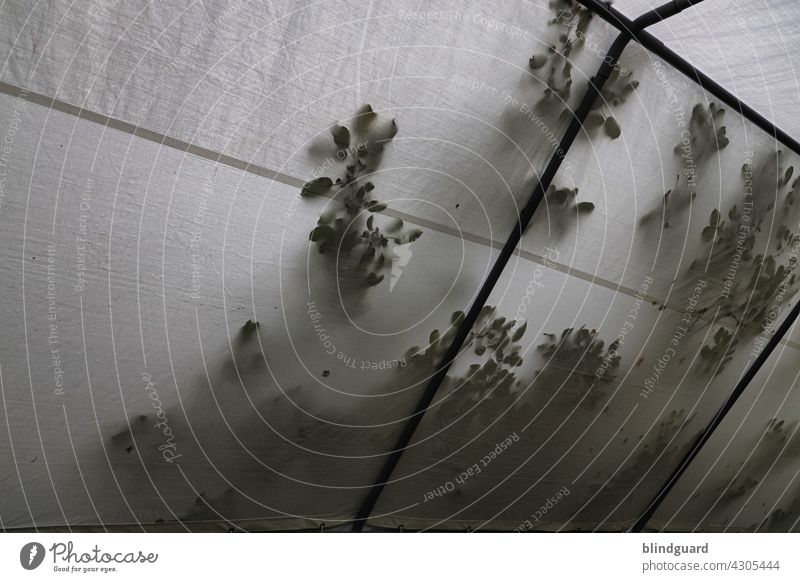 Spooky Leafs 3 - Wet Tent Contest - The Final One Zelt Zeltplane Baum Blatt Blätter Schatten Gewitter Unwetter Regen Sommergewitter Sturm nass feucht