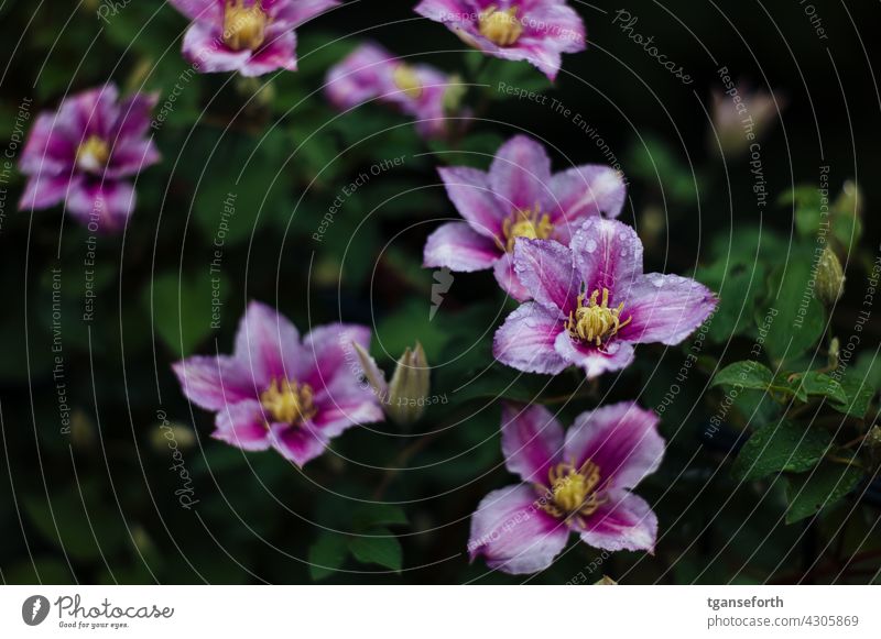 Clematis Blume Blüte Pflanze Natur Menschenleer Farbfoto Blühend Außenaufnahme Sommer Garten Nahaufnahme grün Detailaufnahme Blütenblatt violett Unschärfe