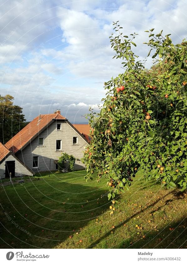 Apfelbaum im Herbst in einem Garten mit altem Bauernhaus in der Altstadt von Oerlinghausen bei Bielefeld am Hermannsweg im Teutoburger Wald in Ostwestfalen-Lippe