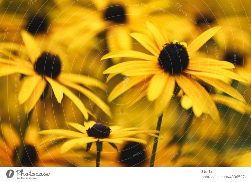 blühender Sonnenhut Rudbeckia Gelber Sonnenhut Blumenbeet Blütenmeer Rudbeckia fulgida Staudenbeet Gewöhnlicher Sonnenhut orangegelb Gartenblumen September