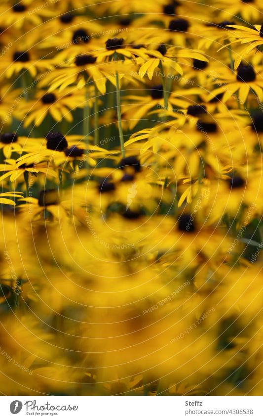 Staudenbeet mit Sonnenhut Blütenmeer Rudbeckia Blumenbeet Blumenteppich Gelber Sonnenhut Rudbeckia fulgida Gewöhnlicher Sonnenhut blühen Gartenblumen