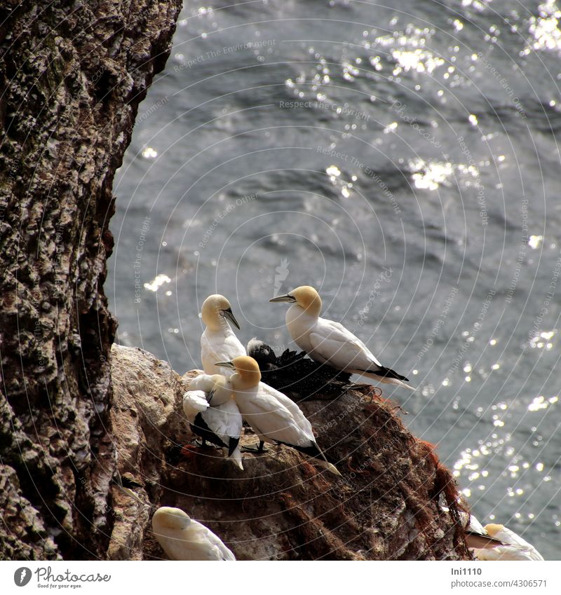 Basstöpel in der Abendsonne Vögel Basstölpel Morus bassanus Tiergruppe Wildtiere Meeresvogel Flieger Taucher Brutkolonie Helgoland Gefiederpflege rote Klippen