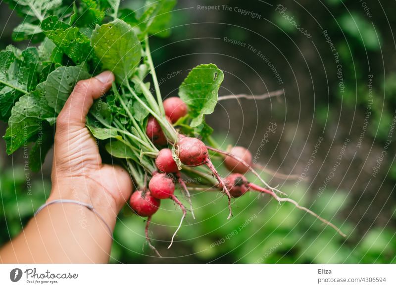 Person hält frisch geerntete Radieschen in der Hand ernten Garten Beete anbauen Gemüse Selbstvrsorgung Gartenarbeit Ernte gesund Lebensmittel gärtnern