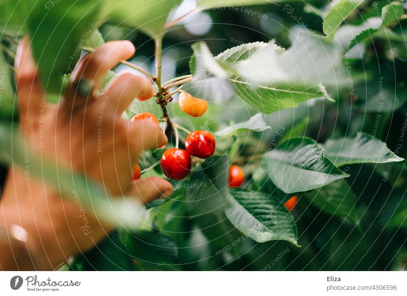 Hand pflückt Kirschen vom Baum pflücken Kirschbaum Obstbaum ernten Sommer Frucht Natur Farbfoto Blätter Ernte Person Mensch reif rot