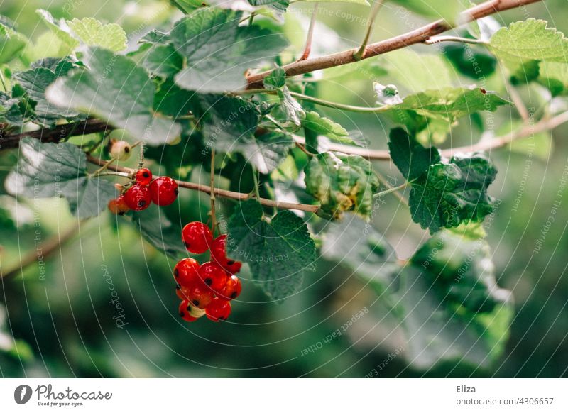 Reife rote Johannisbeeren am Strauch reif Beeren Frucht Garten lecker Beerensträucher gesund Obst Ernährung saftig wild