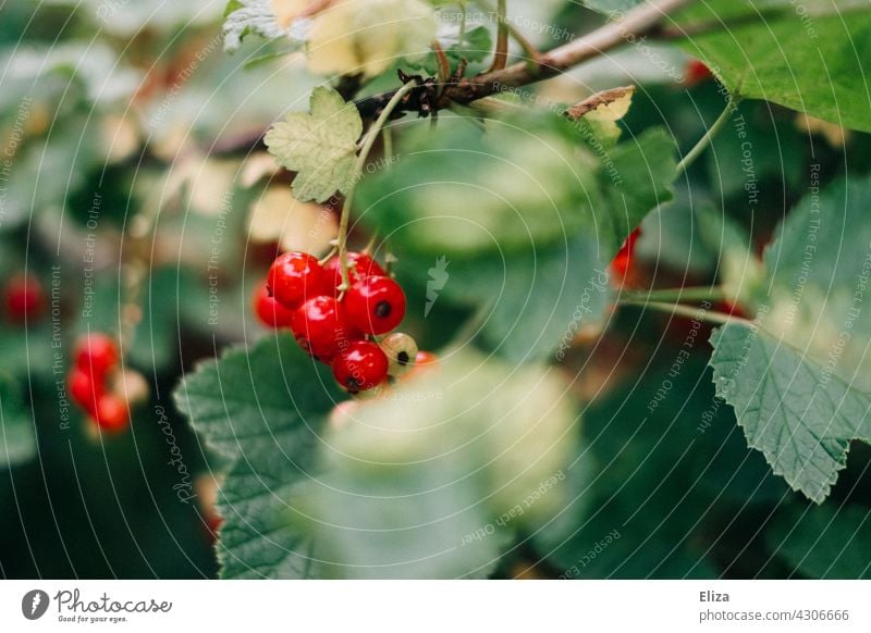 Rote Johannisbeeren am Strauch rote Johannisbeeren lecker Beeren Frucht reif Johannisbeerstrauch Garten Sommer grün