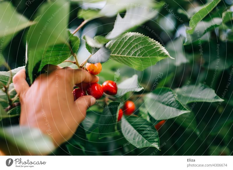 Hand pflückt Kirschen vom Baum pflücken Kirschbaum Obstbaum ernten Sommer Frucht Natur Farbfoto Blätter Ernte Person Mensch reif rot