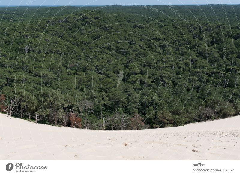 Düne verschlingt Wald  - mit ein wenig blauem Horizont Sanddüne Pinie pinienwald Dune du Pyla Sommer Ferien & Urlaub & Reisen Natur Vogelperspektive heiß Wüste