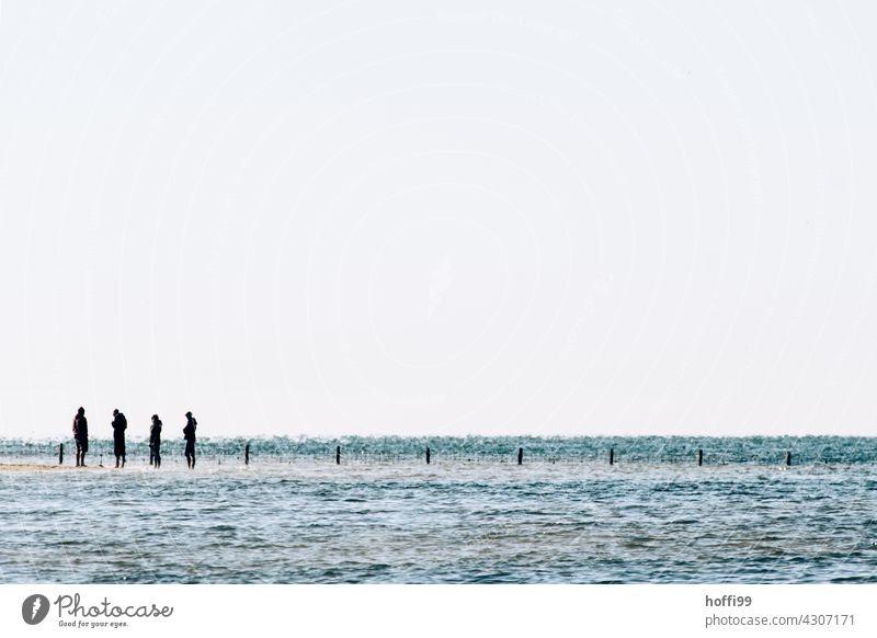 vier Menschen im Watt bei auflaufendem Wasser Wattwandern Meer auflaufendes Wasser seichtes Wasser Nordseeküste Wattwanderung Wattenmeer Seichtwasser Insel