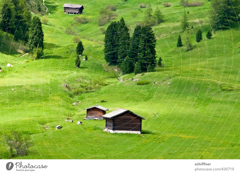 Öhis Hütte Umwelt Natur Landschaft Pflanze Baum Gras Grünpflanze Wiese Wald Hügel Alpen Haus authentisch Kitsch Klischee grün Alm Bergwiese Almwirtschaft