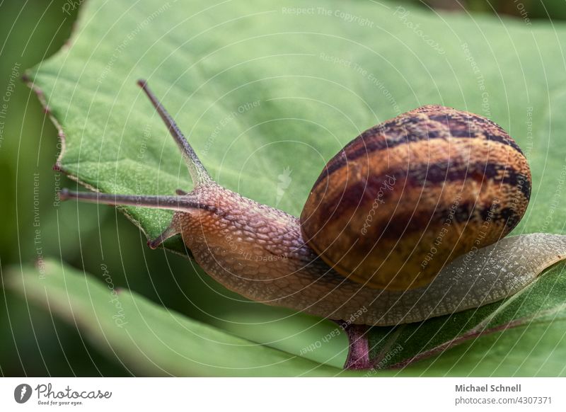 Schnecke auf einem grünen Blatt Schneckenhaus langsam Fühler Tier schleimig krabbeln Schleim Weichtier Nahaufnahme Farbfoto Streifen Spirale Geschwindigkeit